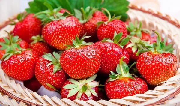 Truskawka Polka kiedy owocuje - poznaj najlepszy czas na zbiory